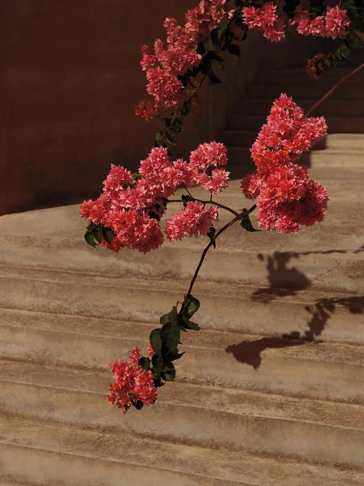 Bougainvillea II, 2023